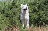SIBERIAN HUSKY 074